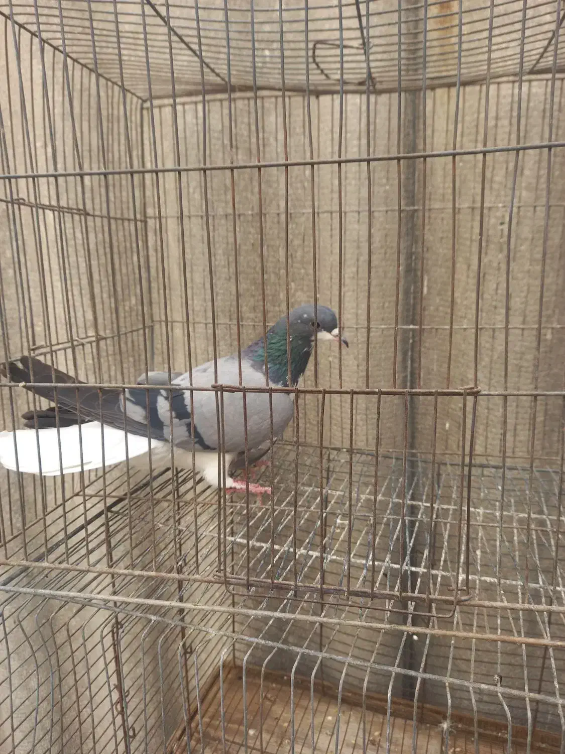 توافقی|پرنده|اصفهان, الهیه|دیوار