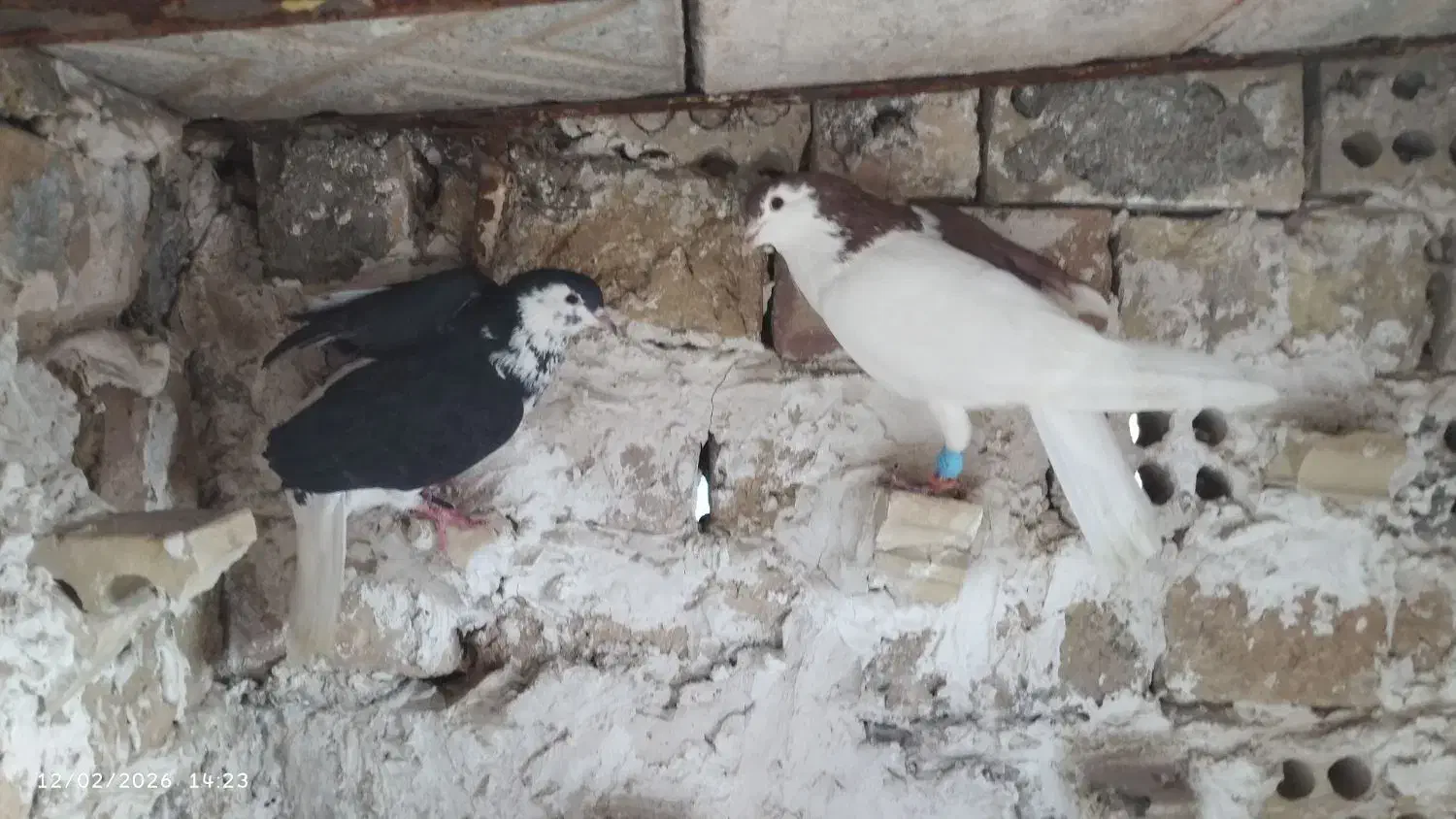 کبوترنقش|پرنده|گلپایگان, |دیوار