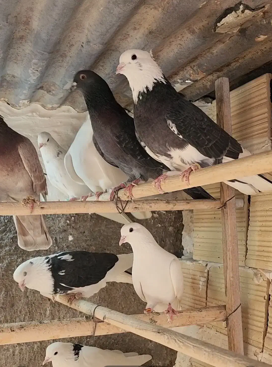 کفتر کبوتر نرو ماده پرشی|پرنده|باقرشهر, |دیوار