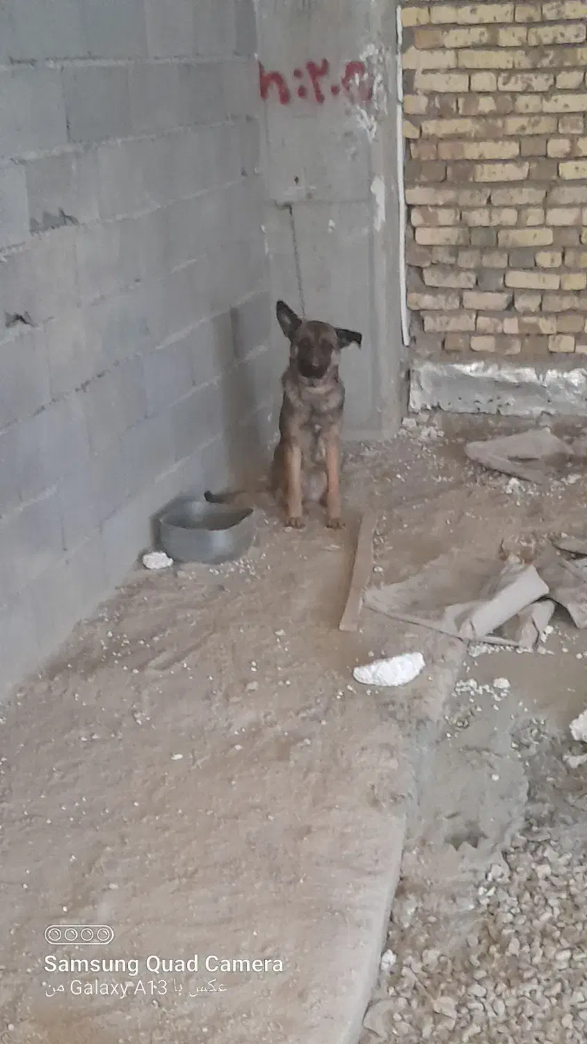 سگ ژرمن یک ساله|سگ|بجنورد, |دیوار