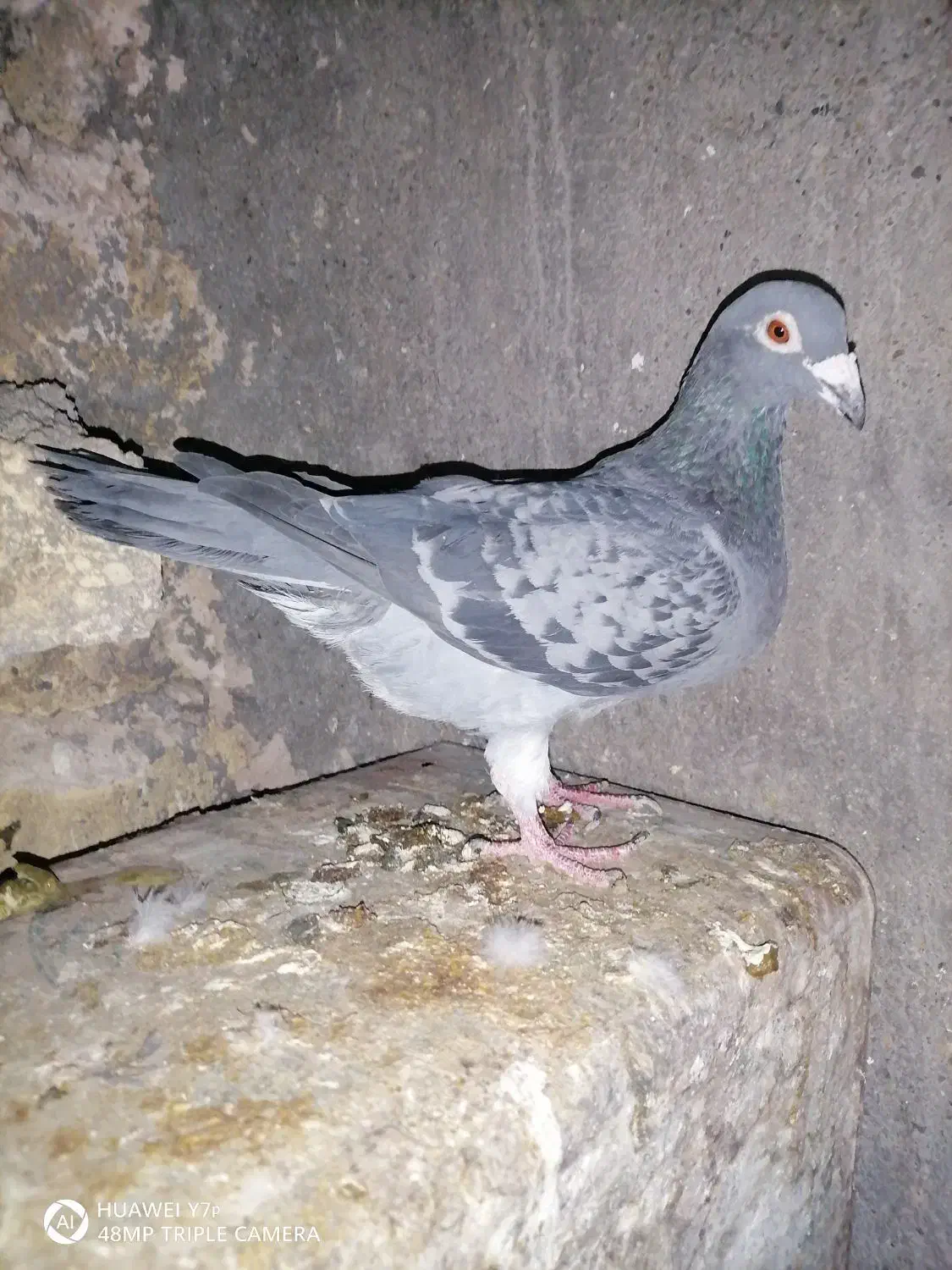 کفتر کبوتر المانی ریسر|پرنده|مشهد, قائم|دیوار