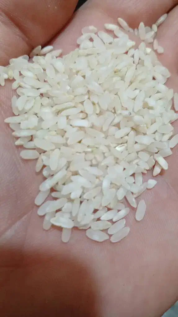 برنج کامفیروزی|خوردنی و آشامیدنی|شیراز, درکی|دیوار