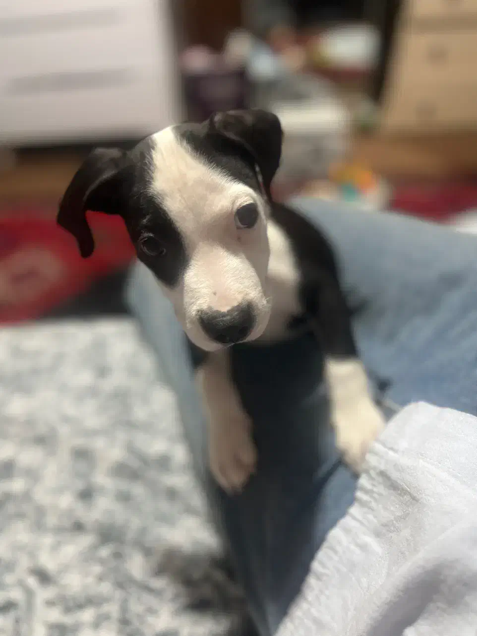 سگ پیت بول ماده|سگ|تهران, نازی‌آباد|دیوار