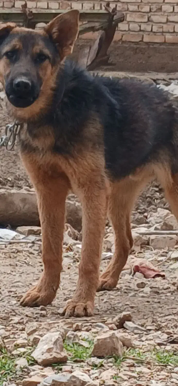 سگ قدریجونی و ژرمن|سگ|مرودشت, رودبال|دیوار