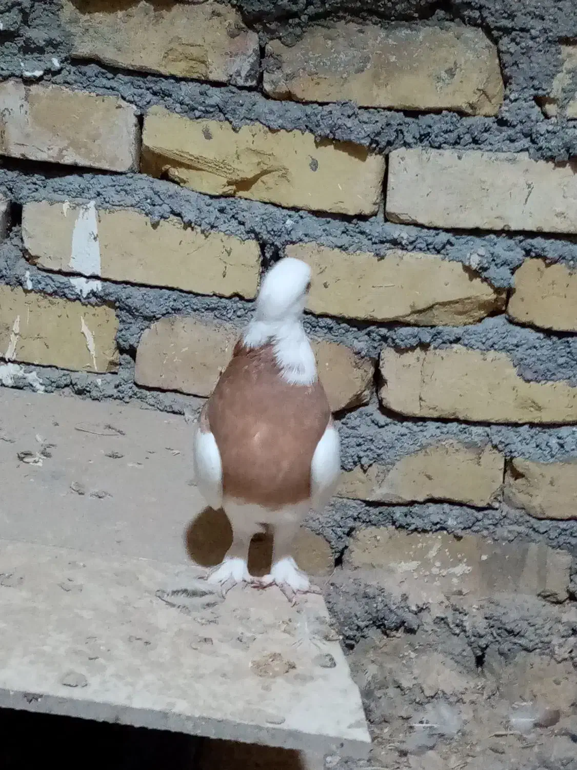 کفتر طوقی|پرنده|کاشمر, |دیوار