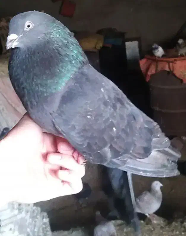 ۴ عدد کبوتر پرشی|پرنده|ایلام, |دیوار