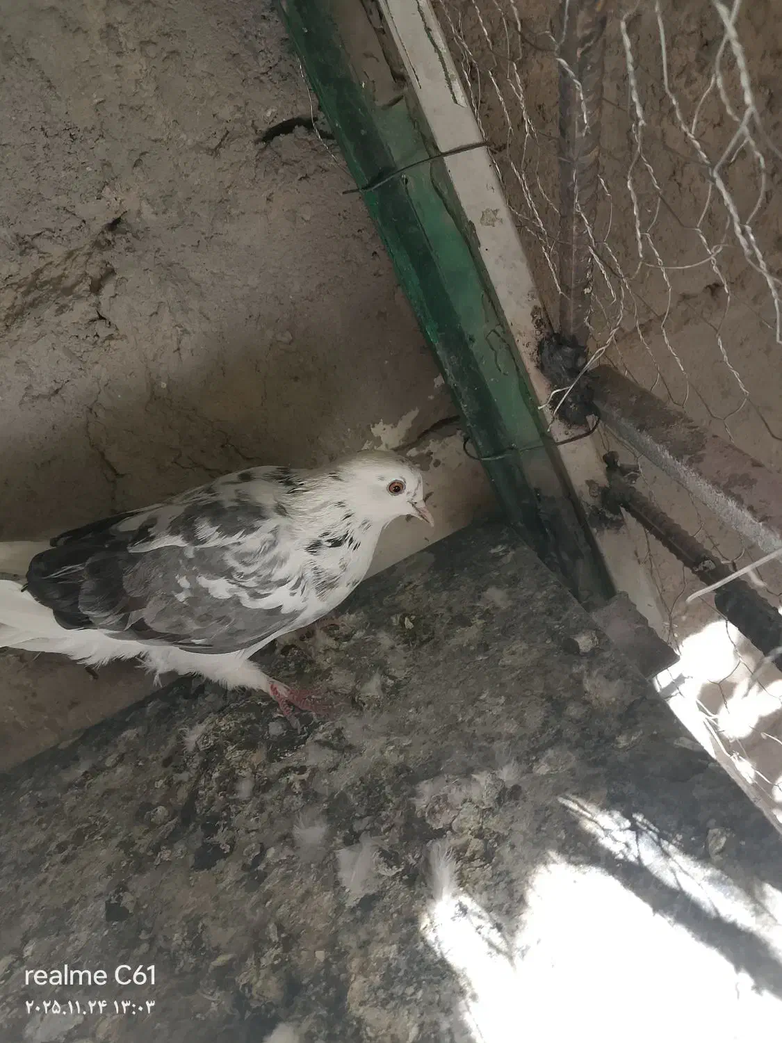 کبوتر تهرانی|پرنده|خاش, |دیوار