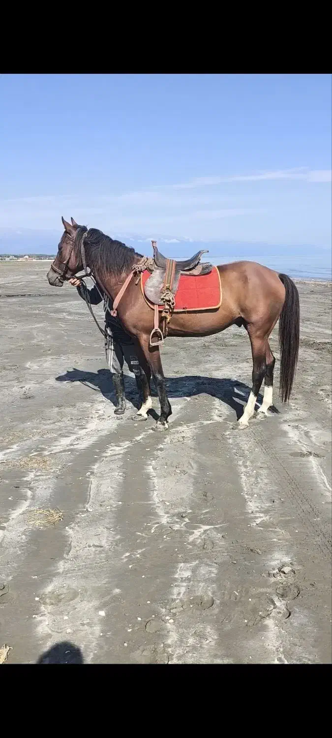 فروش فوری اسب جوان کرد میزان و پرخون|اسب و تجهیزات اسبسواری|پرهسر, |دیوار