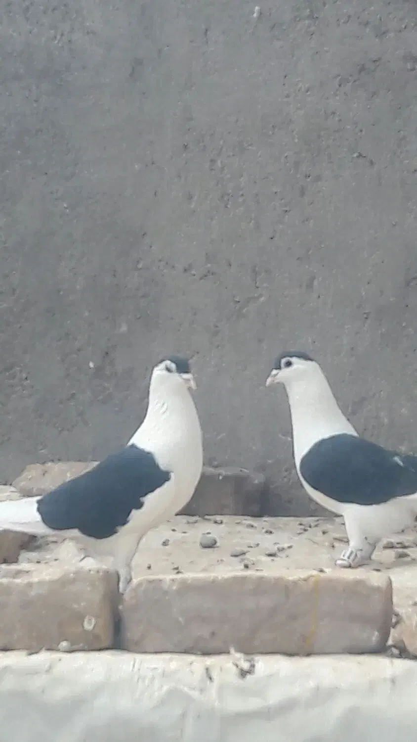 جفت خال کتف افغانی قلدور جفت نرهمچی تمام|پرنده|شهرآباد, |دیوار