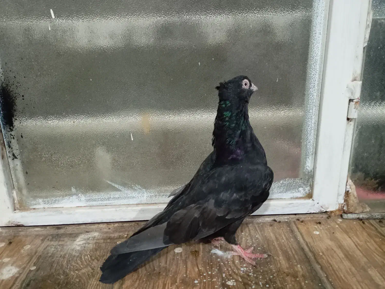 زاغ ماده|پرنده|جیرفت, |دیوار