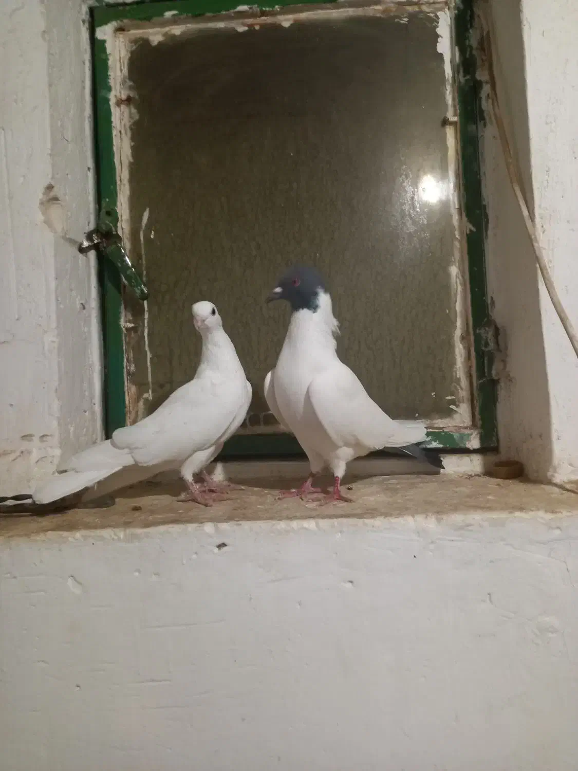 گوباش دورح|پرنده|اردبیل, |دیوار