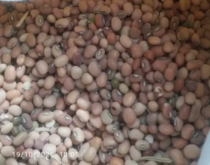 لوبیا محلی|خوردنی و آشامیدنی|عنبرآباد, |دیوار