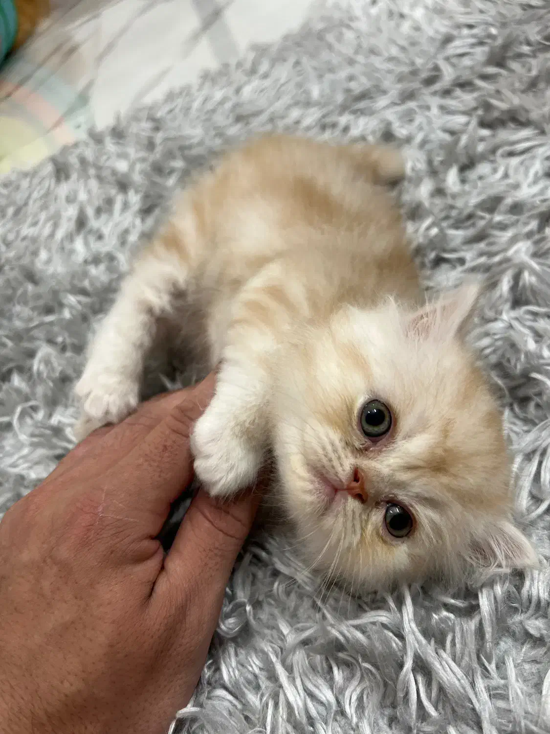 بریتیش لانگ هیر|گربه|رشت, گلسار|دیوار