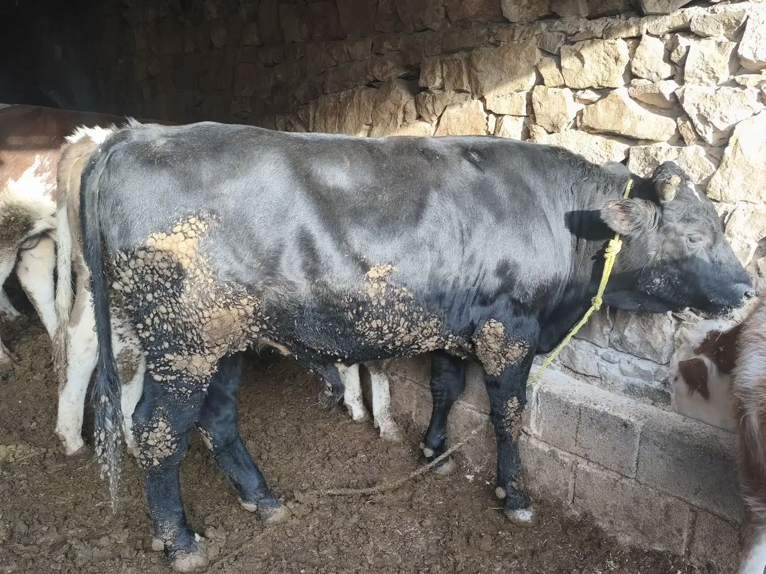 گوساله نر پرواری|حیوانات مزرعه|اندیکا, |دیوار