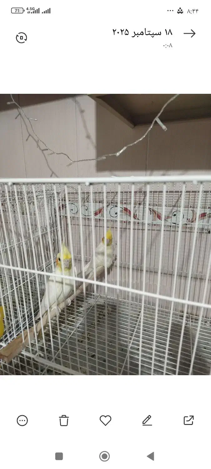 عروس هلندی|پرنده|سبزوار, نواب صفوی|دیوار