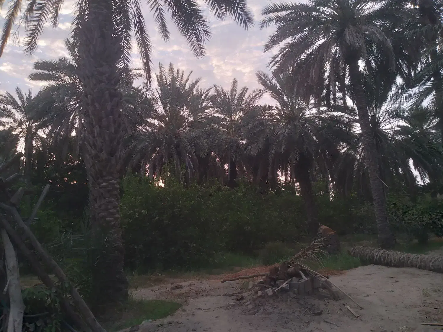 باغ بامساحت ۱/۵ هکتار باامتیاز آب درمیناب|فروش زمین و ملک کلنگی|میناب, |دیوار