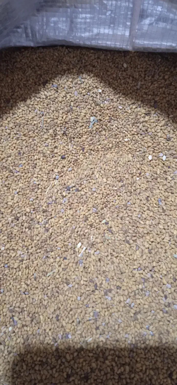 تخم علف محلی بمی|عمده‌فروشی|بم, |دیوار