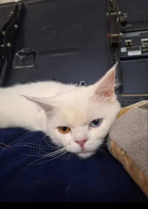 گربه خانگی|گربه|اهواز, پادادشهر|دیوار