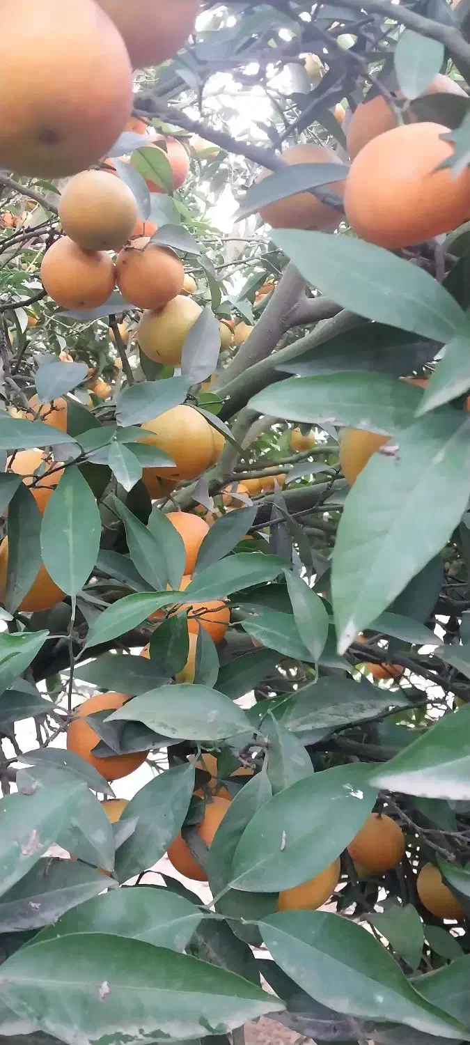 ۲عدرخت نارنگی پیج|عمدهفروشی|دابودشت, |دیوار