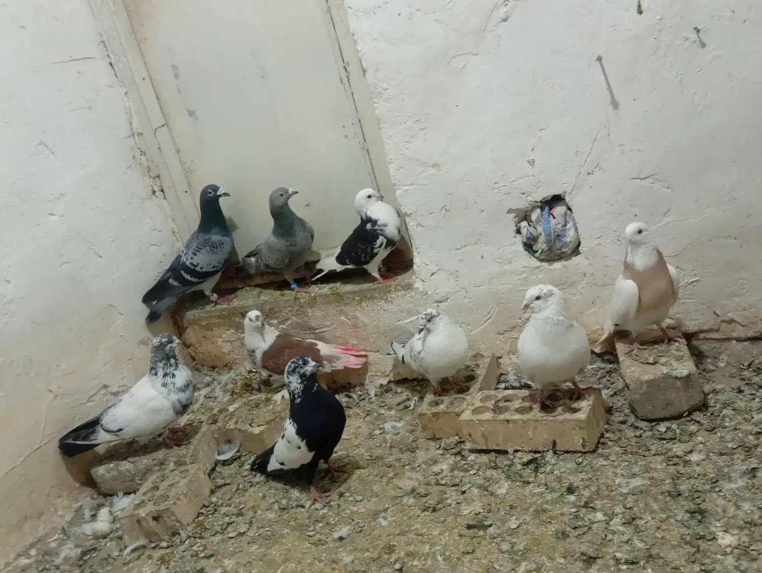 کبوتر|پرنده|کبودرآهنگ, |دیوار