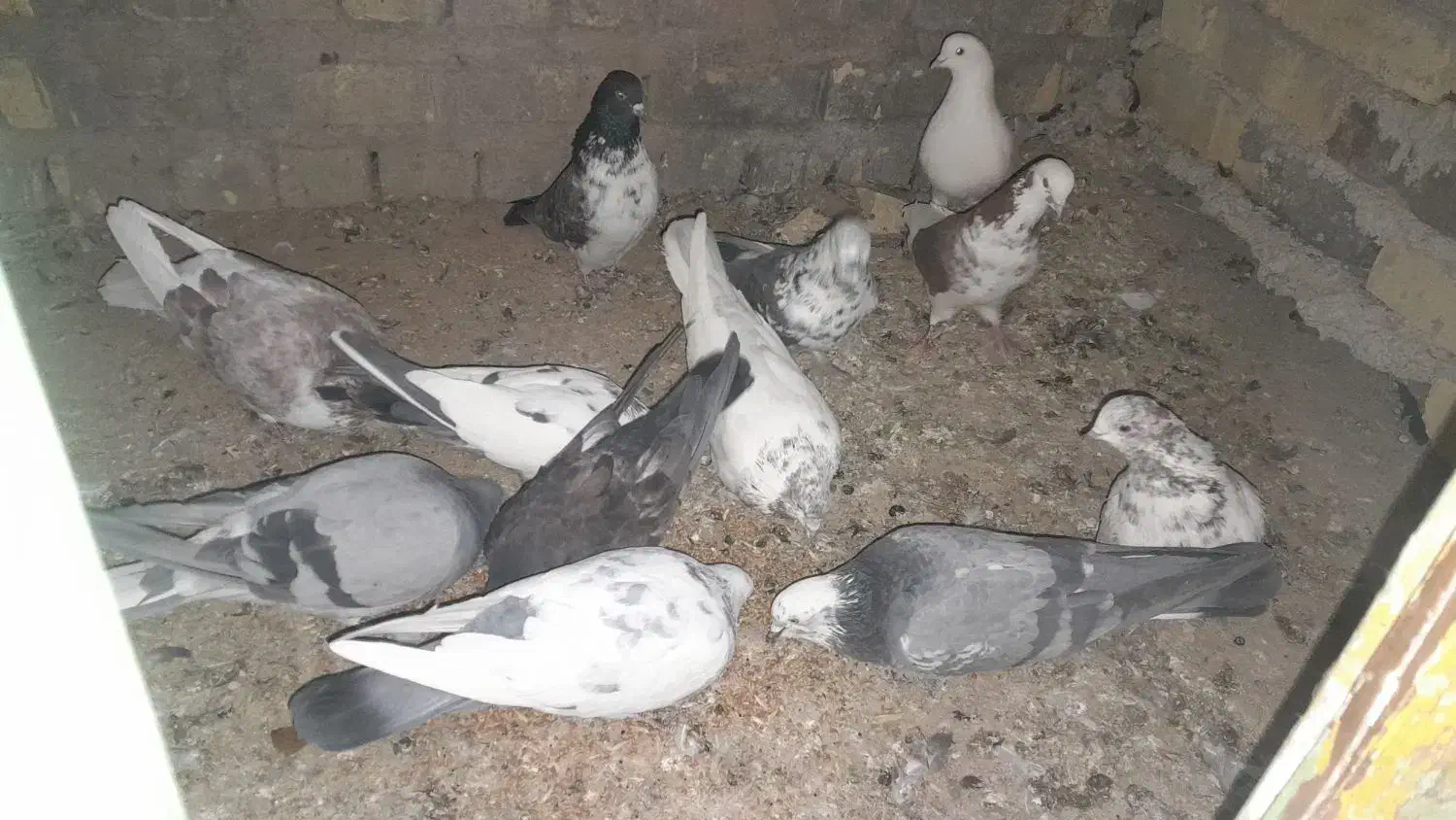 کبوترپرشی|پرنده|چادگان, |دیوار