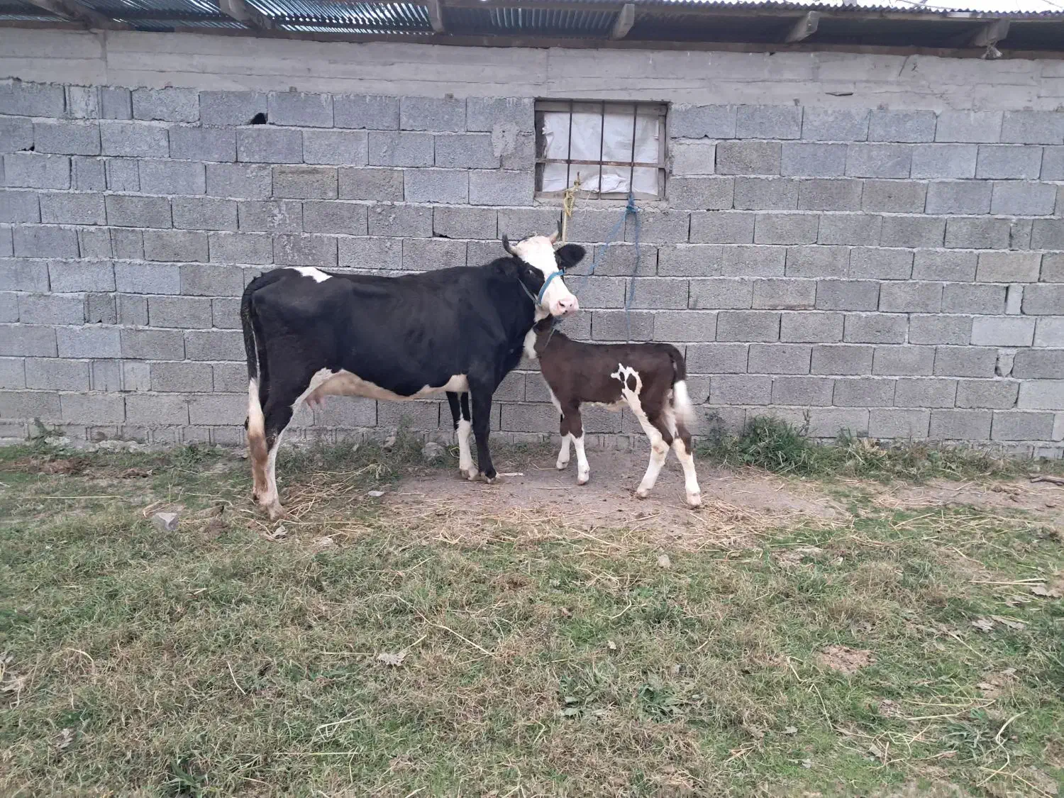 گاو و و گوساله سیمینتال عروسک|حیوانات مزرعه|ماسال, |دیوار