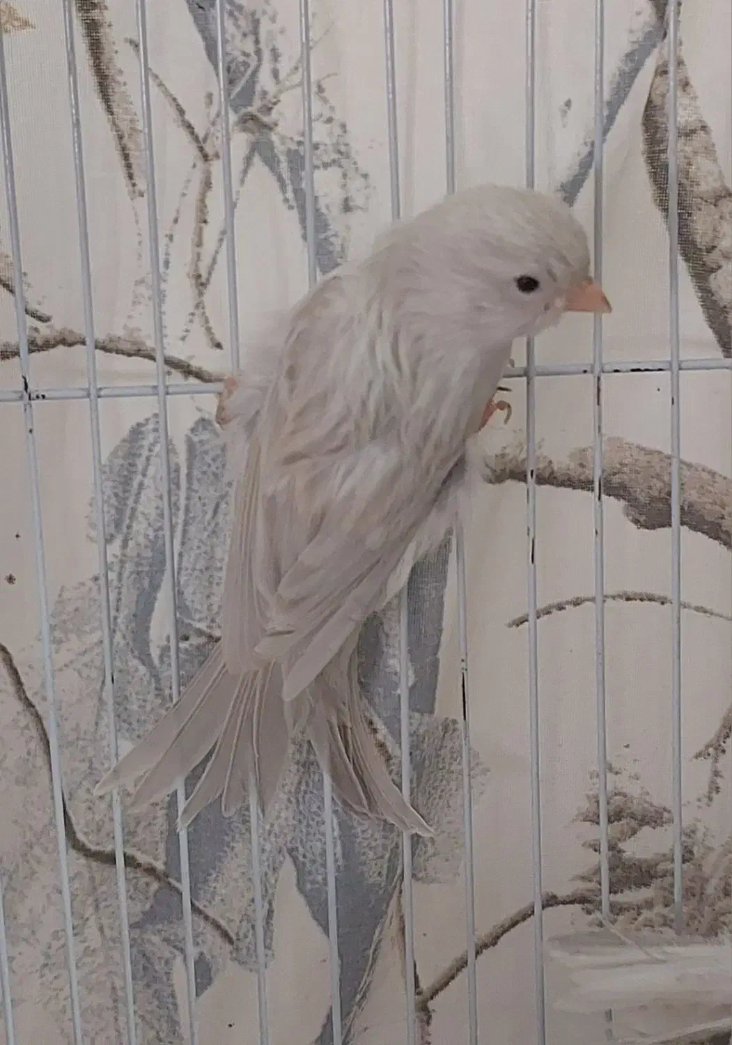 قناری ماده نقره ای|پرنده|مشهد, کوثر|دیوار