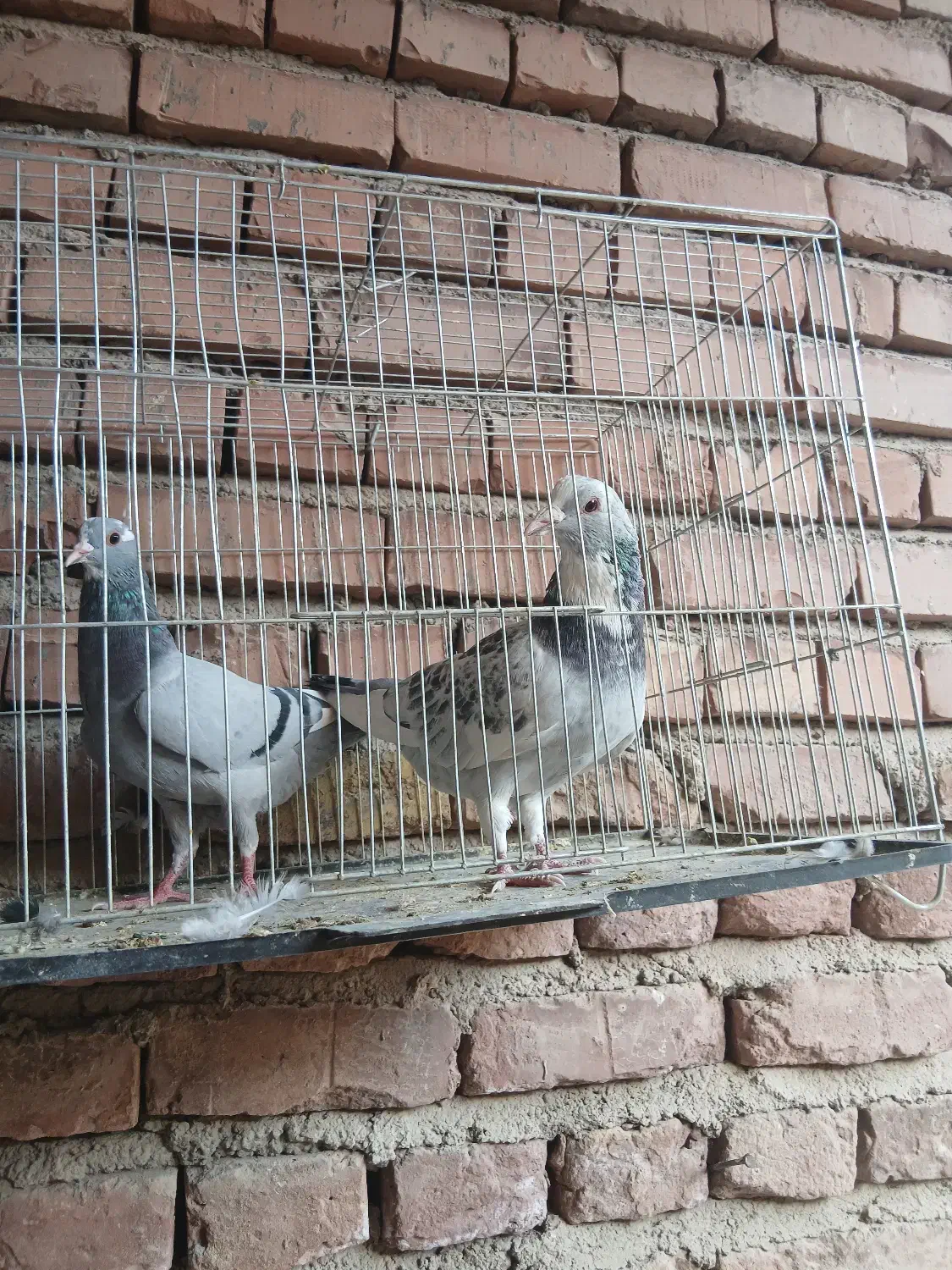 جفت سبزوبدرنگ پلنگ رگ وریشه دار|پرنده|دهج, |دیوار