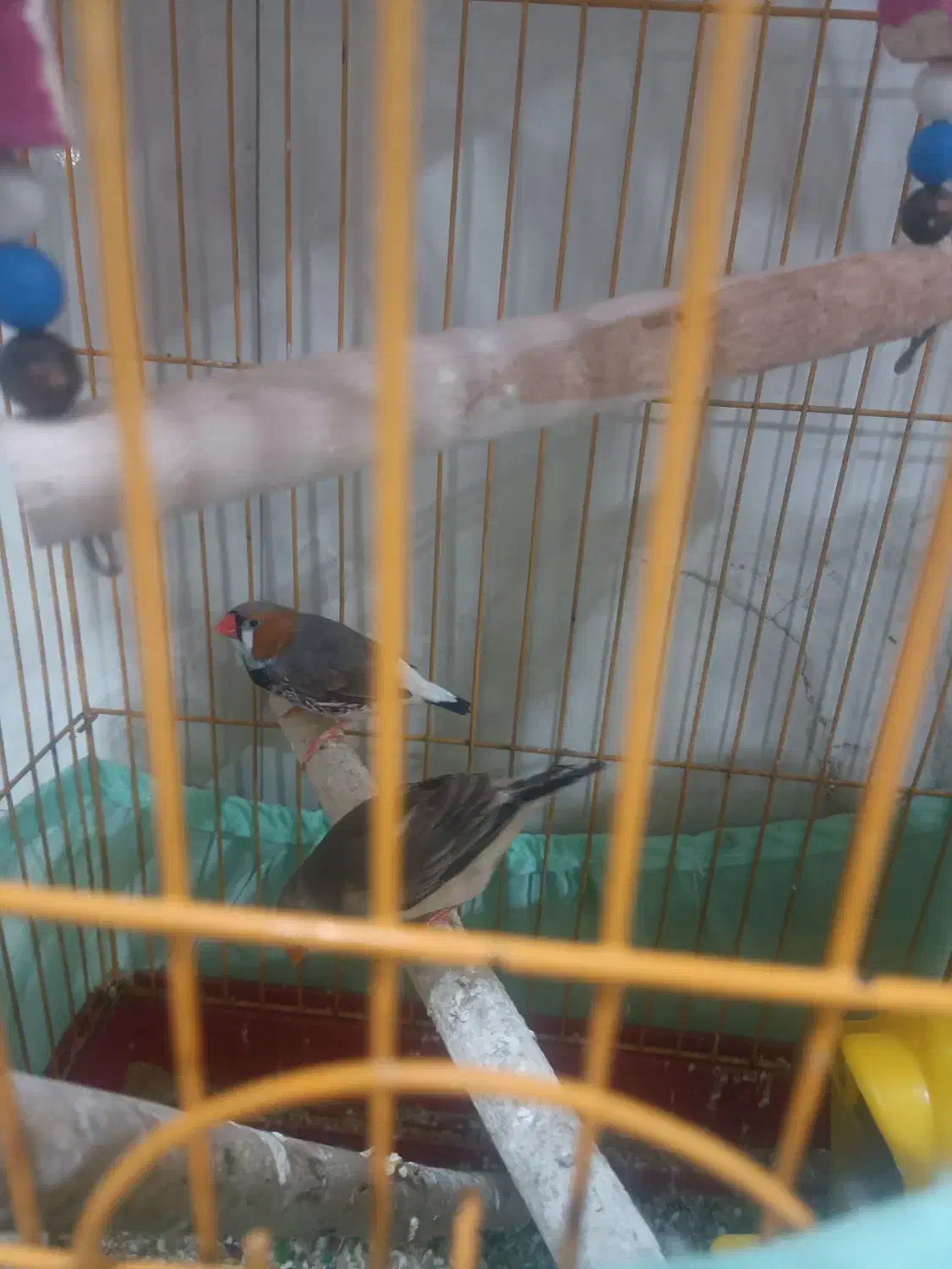 فنج کینگ|پرنده|کرج, گلدشت|دیوار