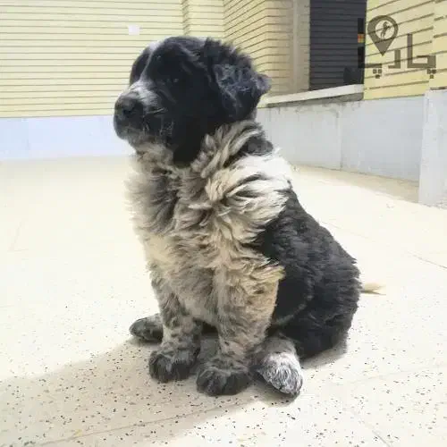 واگذاریسگقبولمیکنم|سگ|ایلام, |دیوار