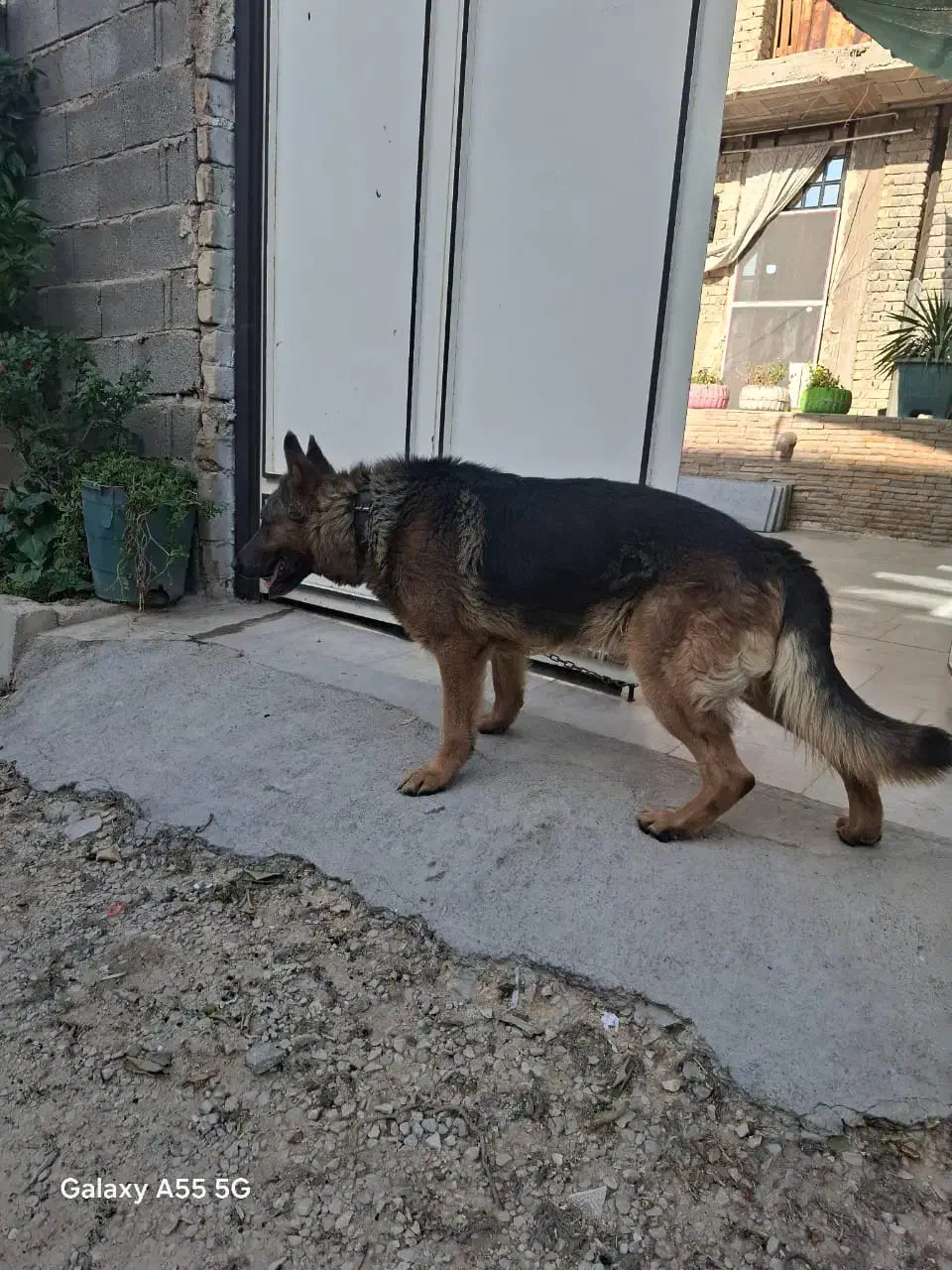 واگذاری سگ ژرمن|سگ|شیراز, بید زرد|دیوار