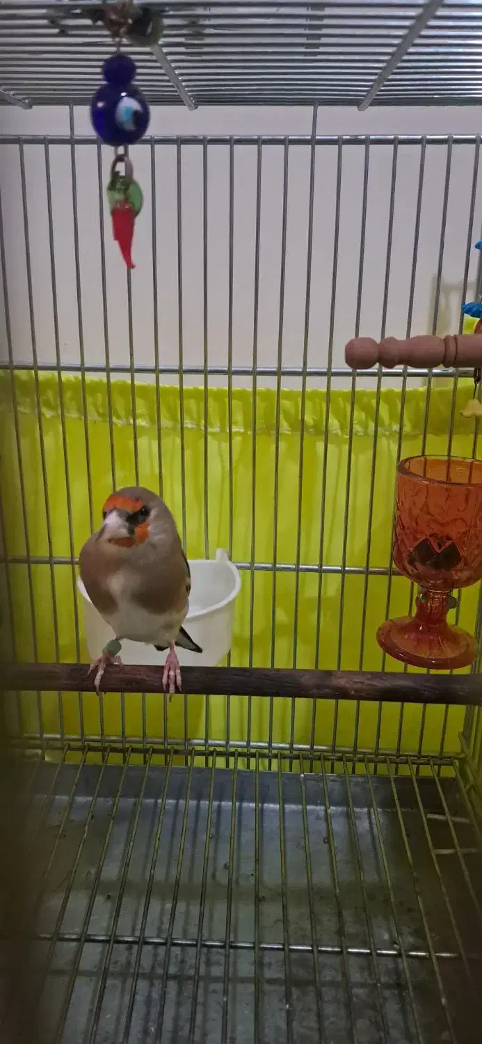 سهره|پرنده|تهران, مشیریه|دیوار