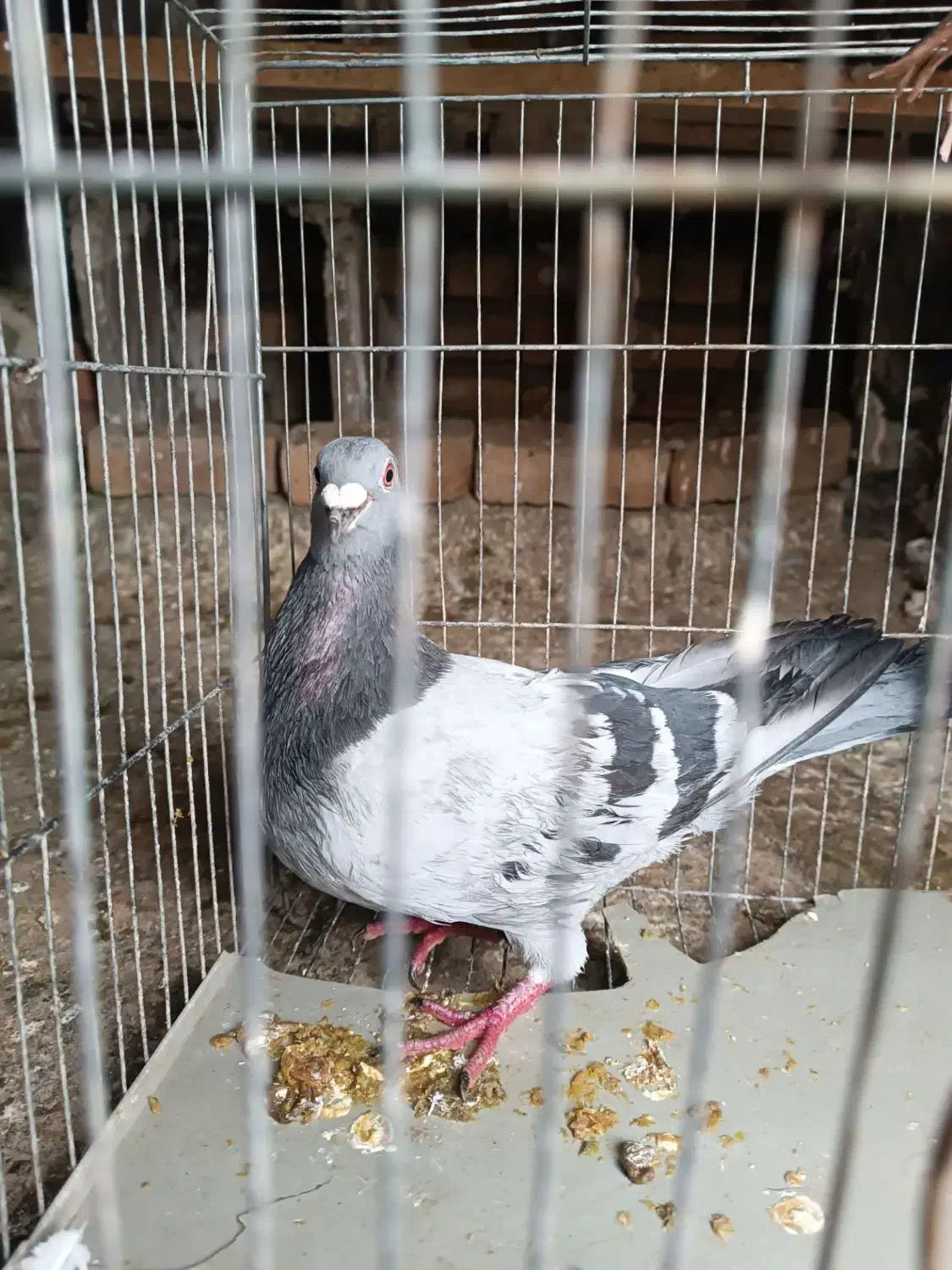 کبوتر معاوضه|پرنده|قیدار, |دیوار