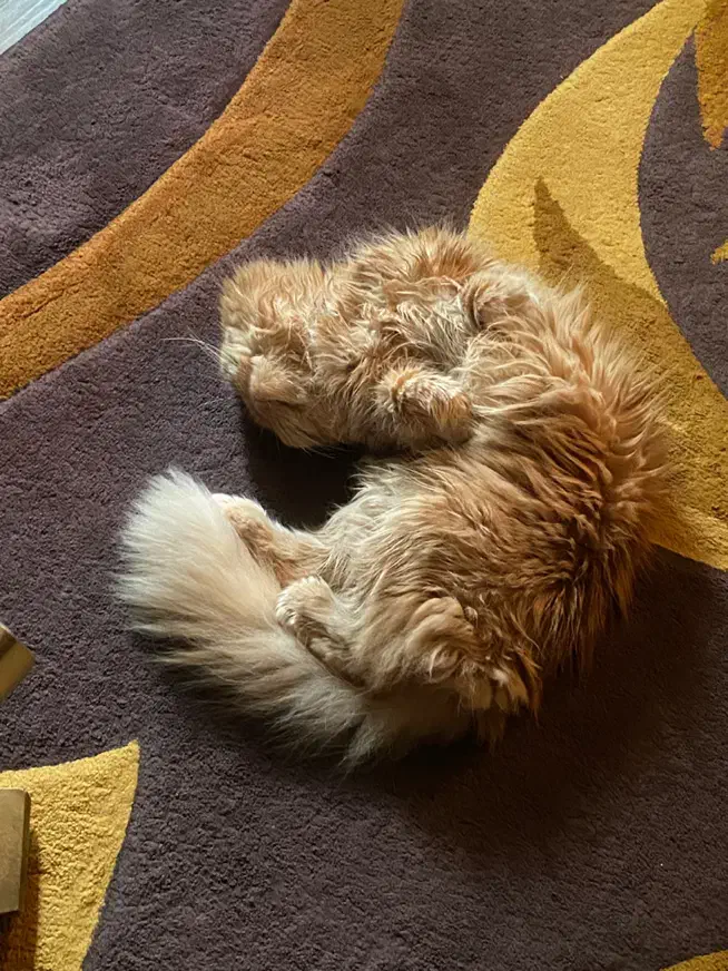 گربه برای جفت گیری|گربه|بندرعباس, |دیوار