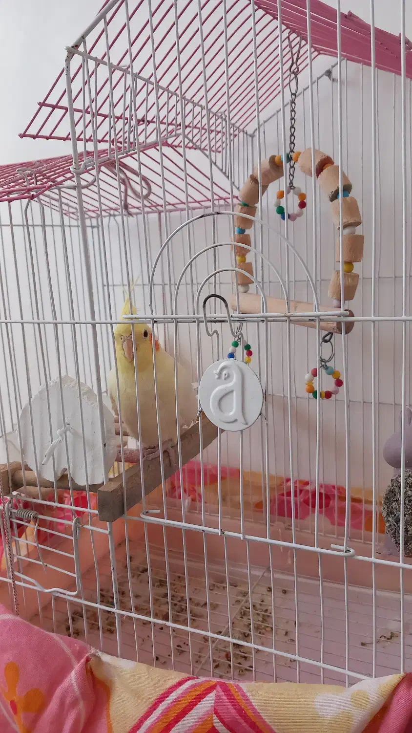 فروش عروس هلندی|پرنده|شاهین دژ, |دیوار