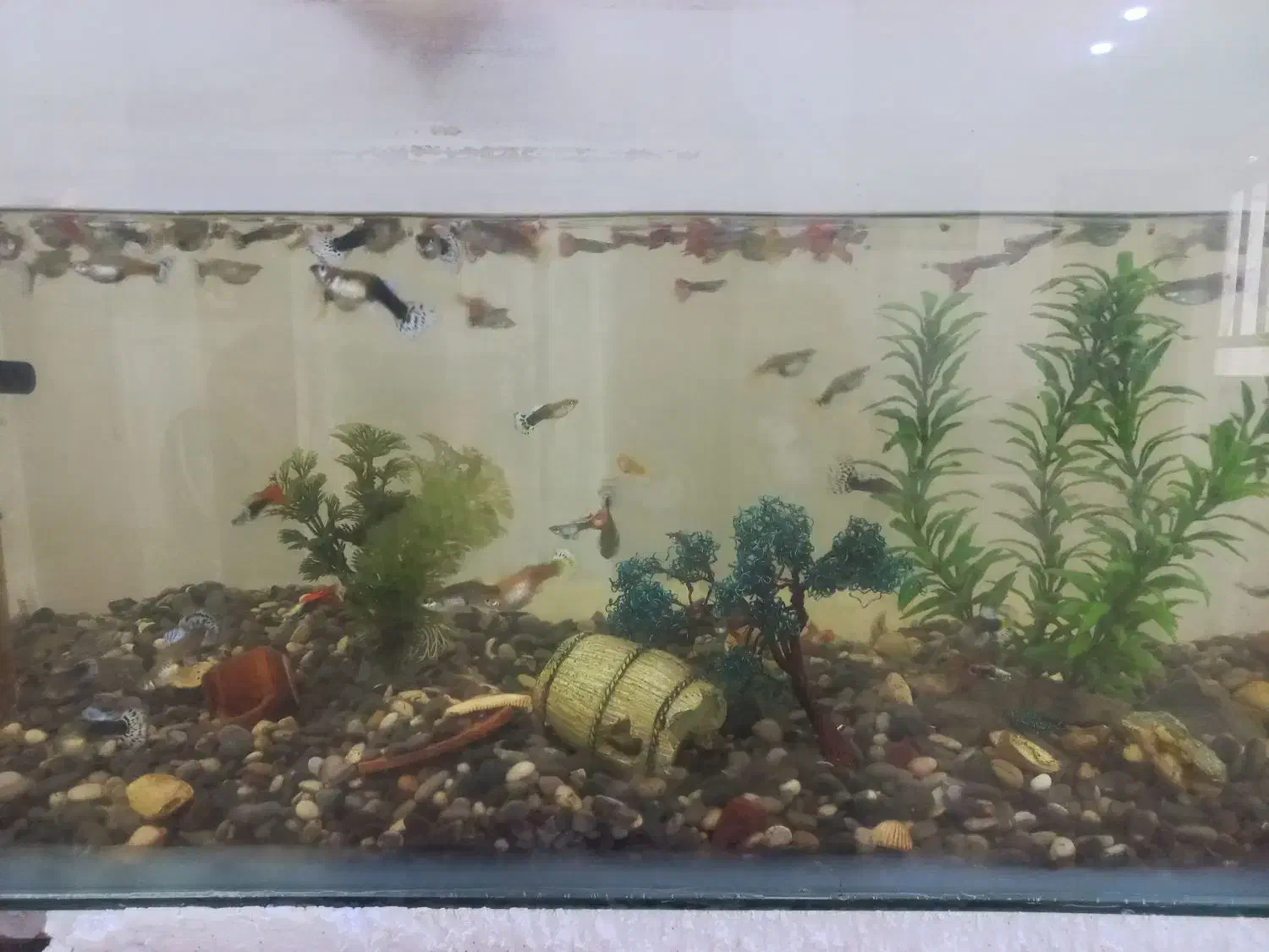 اکواریوم با ماهی|ماهی|جویبار, |دیوار