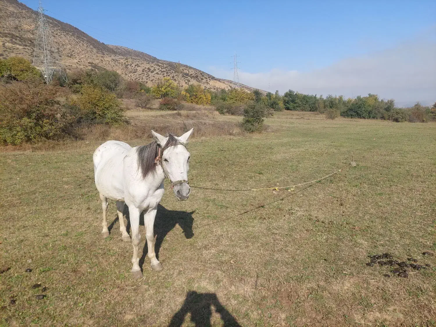 ۲راس اسب|اسب و تجهیزات اسب‌سواری|کجور, |دیوار