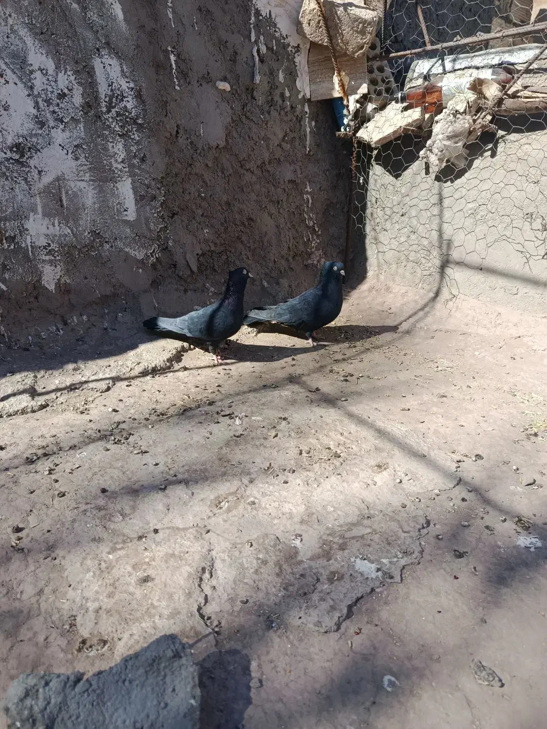 ی جفت زاغ خوشگل|پرنده|گنبکی, |دیوار