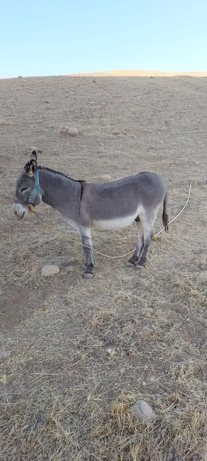 الاغ نر سواری|حیوانات مزرعه|کرمانشاه, |دیوار