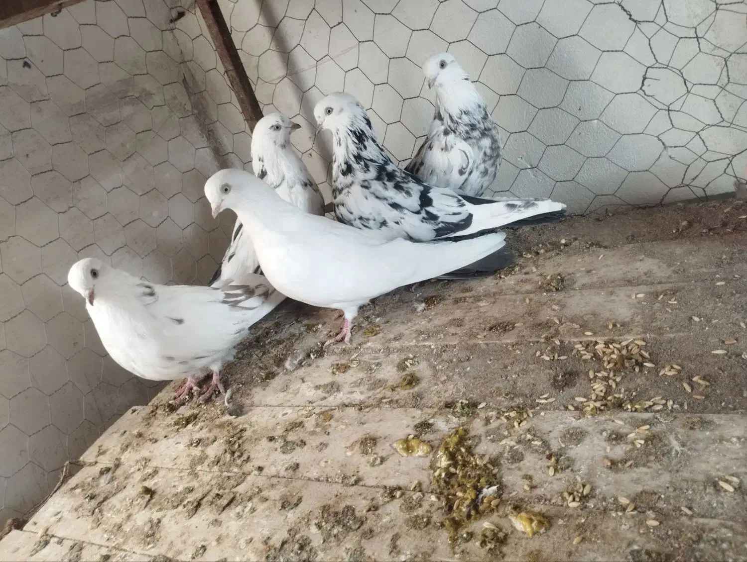 دمی|پرنده|میانه, |دیوار