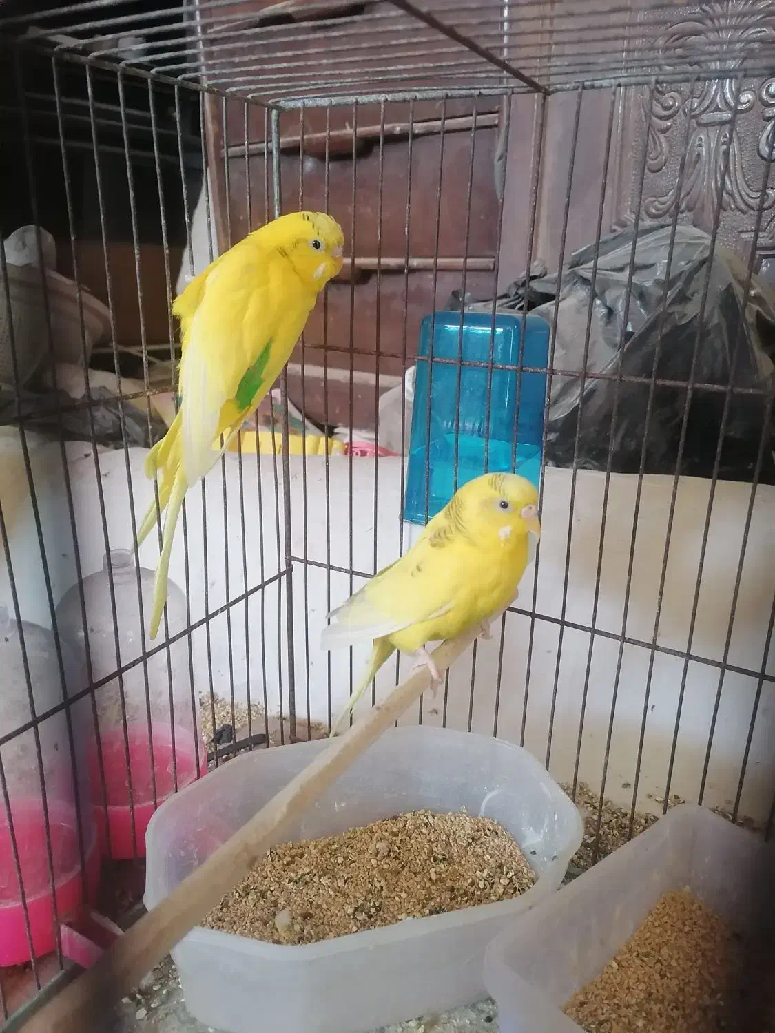 جفت مرغ عشق|پرنده|قم, چهل اختران|دیوار