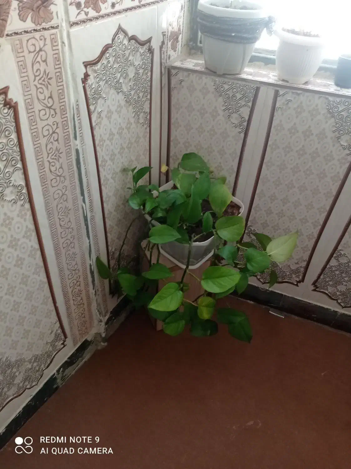 گل فروشی|گل و گیاه طبیعی|سرپل ذهاب, |دیوار