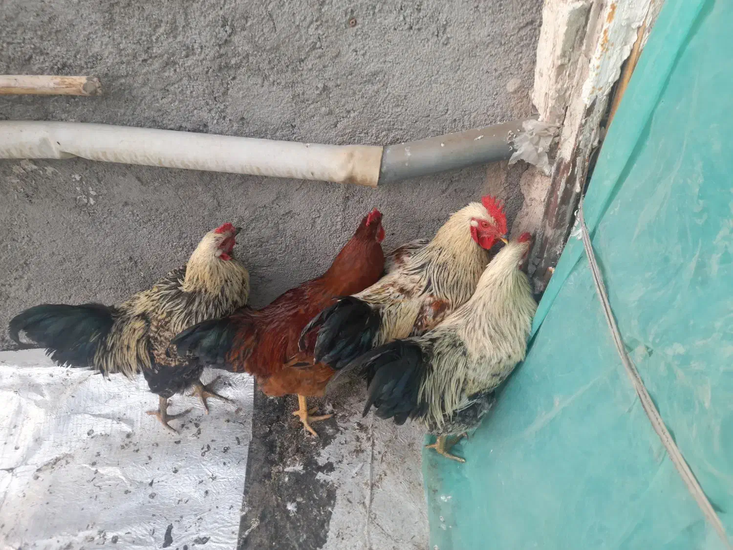 خروس محلی چاق|حیوانات مزرعه|اردبیل, |دیوار