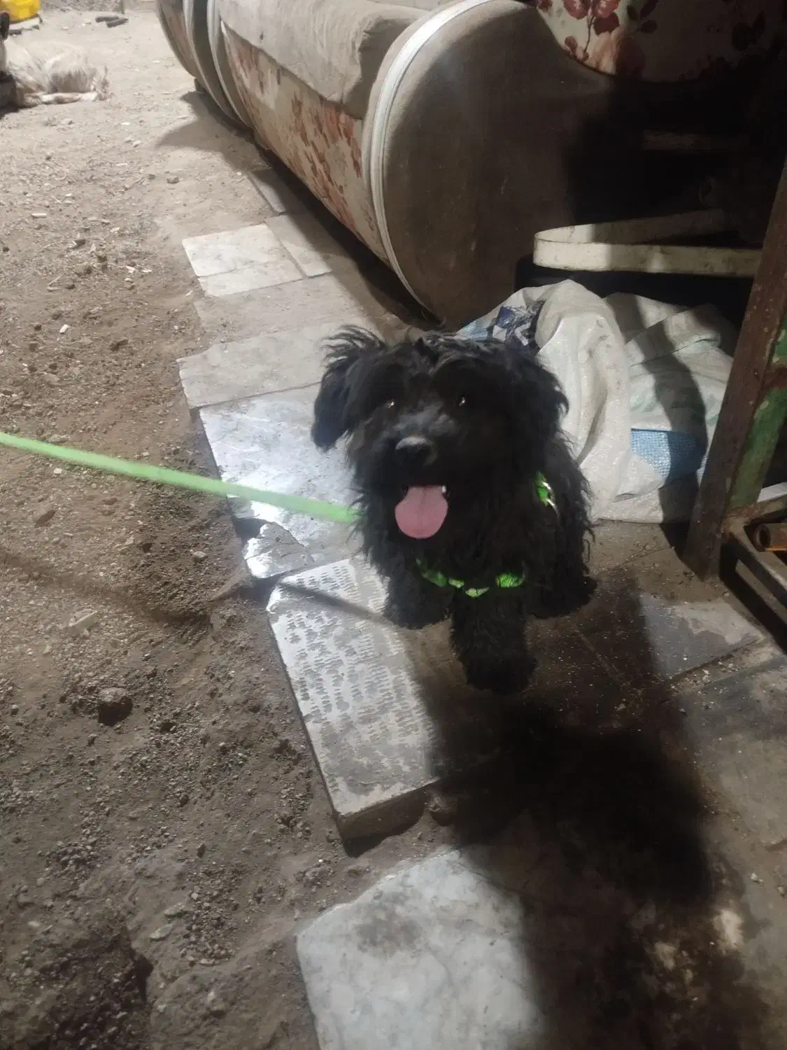 گمشده|حیوانات|بومهن, |دیوار