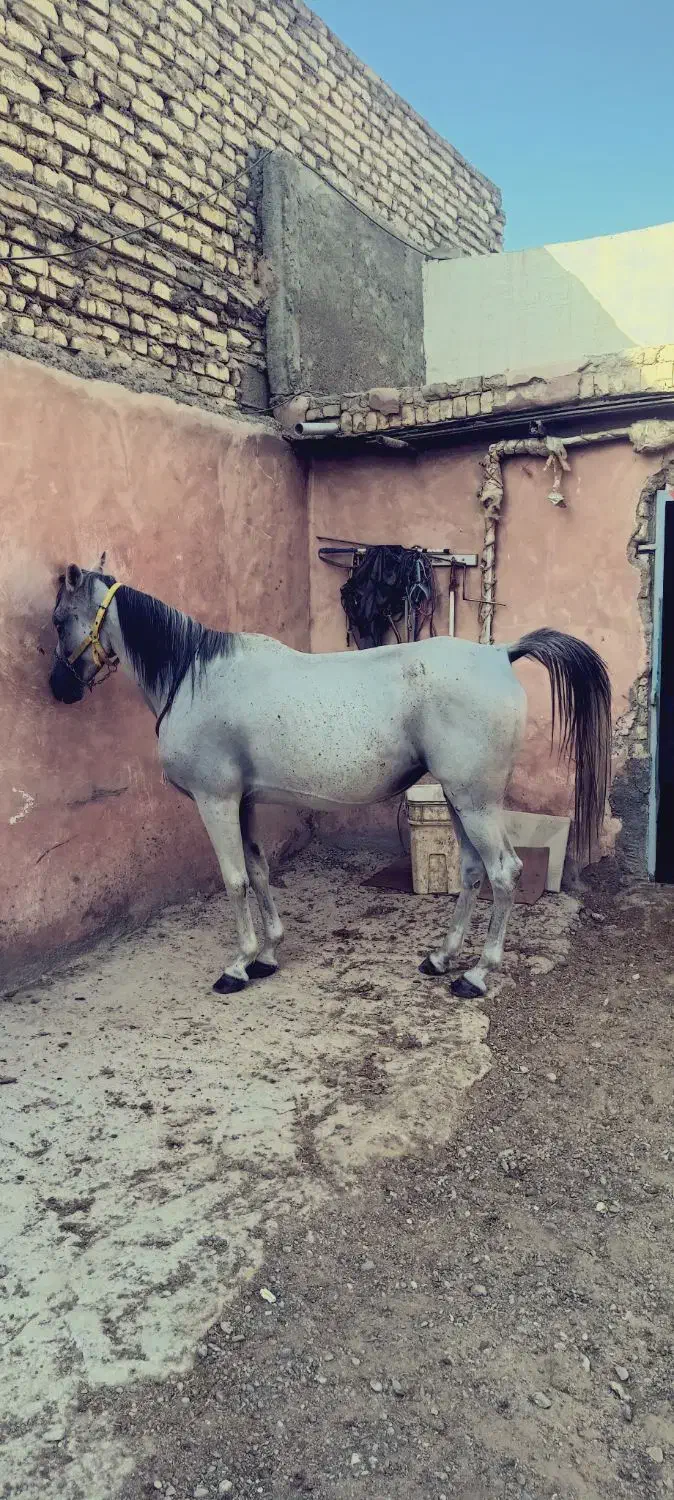 مادی یون عرب ترک|اسب و تجهیزات اسبسواری|اصفهان, عطار نیشابوری|دیوار