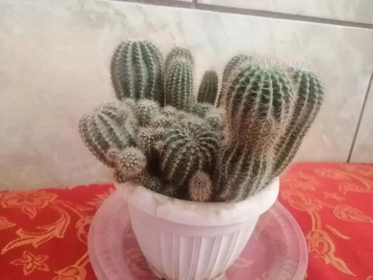 گل کاکتوس|گل و گیاه طبیعی|کرمان, |دیوار