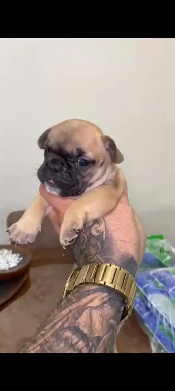 فرنچ بولداگ|سگ|شاهینشهر, مخابرات (شهید بهشتی)|دیوار