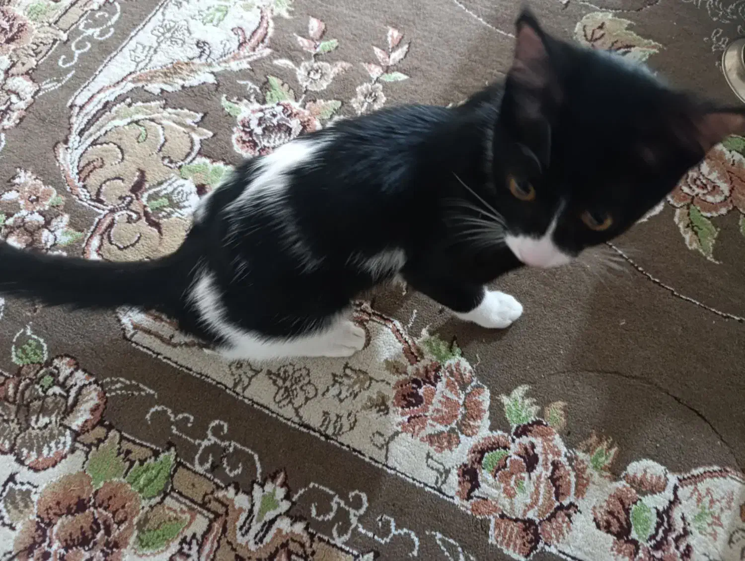 گربه ۵ ماهه|گربه|کاشان, فاز ۲ ناجی آباد|دیوار