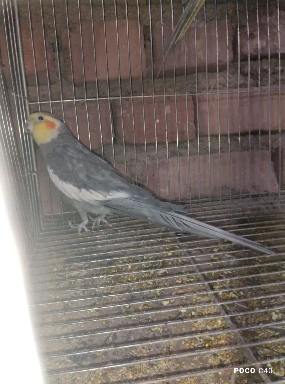 جفت عروس هلندی سینامون|پرنده|نهبندان, |دیوار