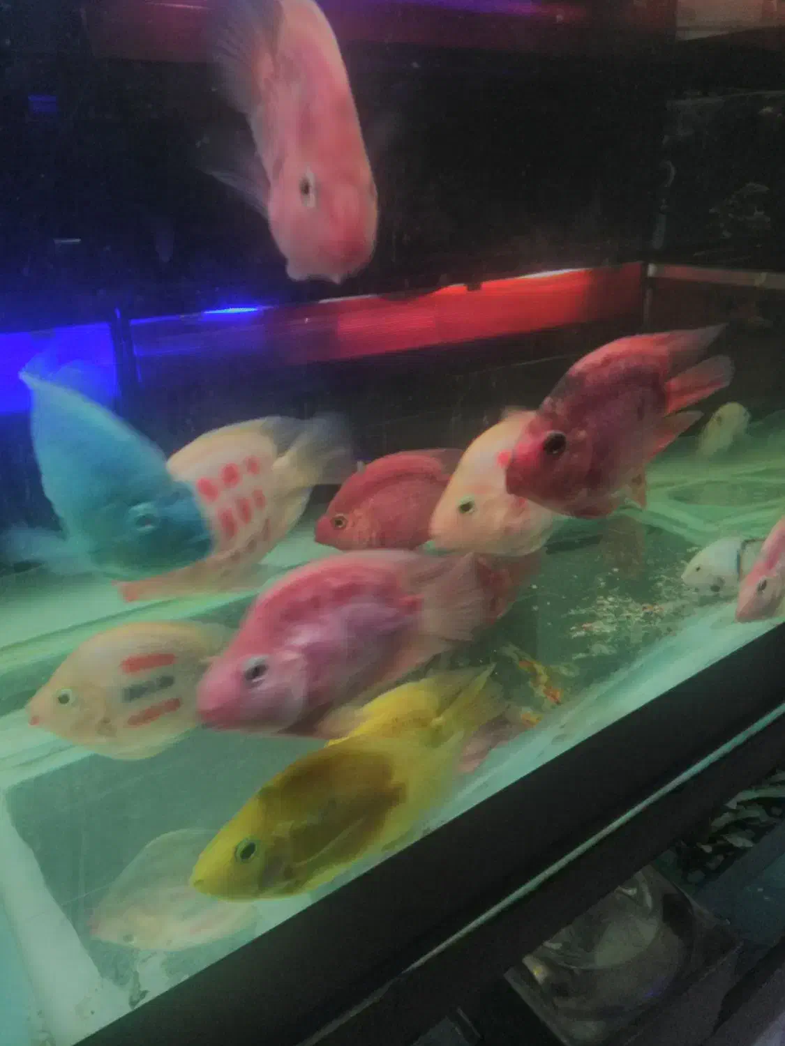 انواع ماهی کالر پرت گوپی تایگر کوی چانافروش معاوضه|ماهی|کرج, گلشهر|دیوار